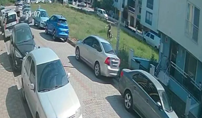 Aydın’da başıboş köpek tehlikesi: Mahalle sakinleri telaşlı