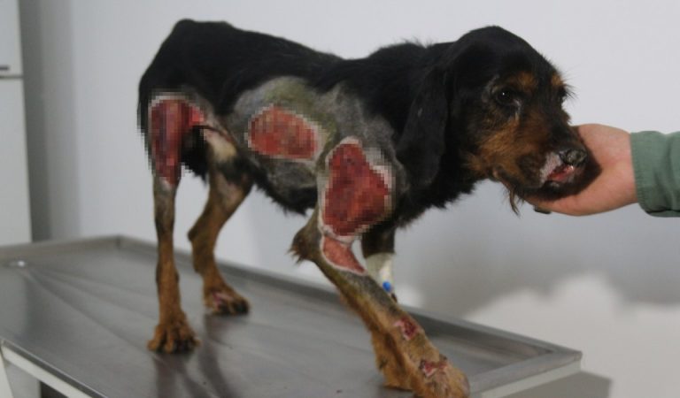 Burdur’da araç gerisinde sürüklenen 2 köpek ağır yaralandı