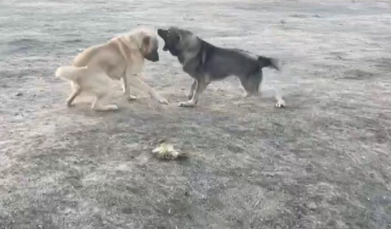 Kahramanmaraş’ta köpekler zalimce dövüştürüldü