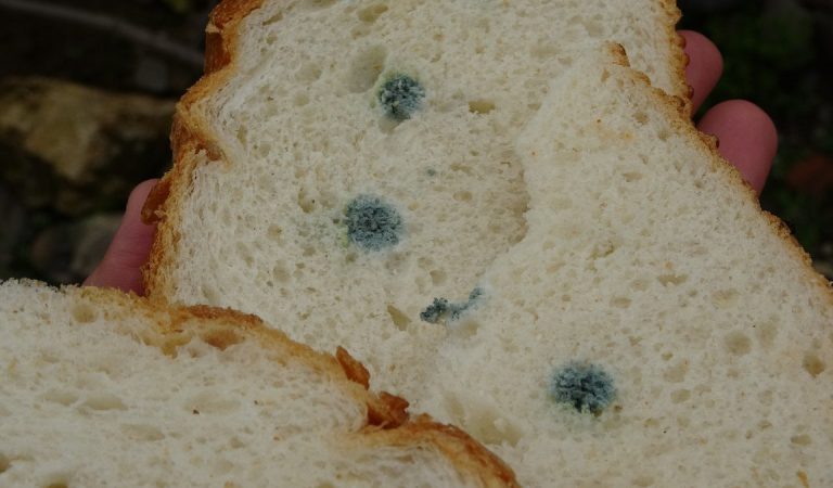 Ordu’da satın aldığı ekmek küflü çıktı