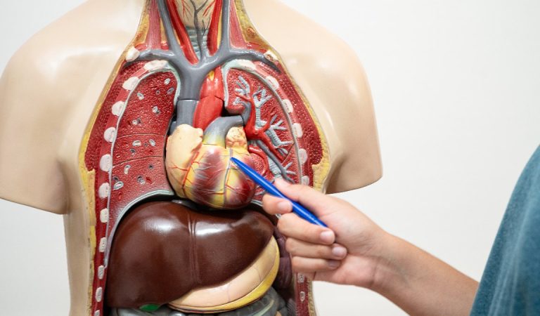Orta yaş kümesi için önemli risk: Aort yırtılması kalp krizi ve felçle sonuçlanabilir