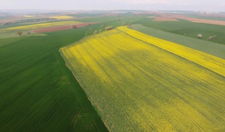 Tekirdağ’da kanolaların oluşturduğu mükemmel şölen