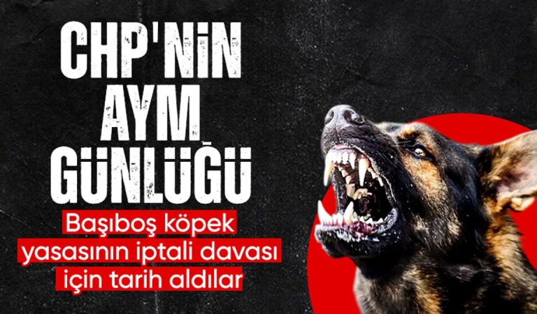 CHP başvurmuştu: AYM başıboş köpek yasasını temelden inceleyecek