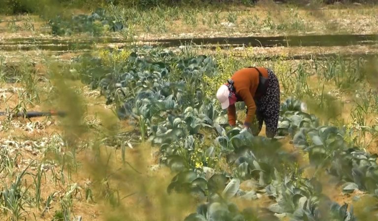 Devletin tarım topraklarına el koyacağı tezi gerçeği yansıtmıyor