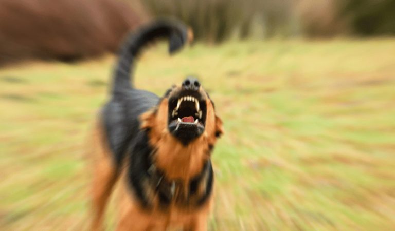 İstanbul Yıldız Teknik Üniversitesi yerleşkesinde öğrenciye başıboş köpekler saldırdı