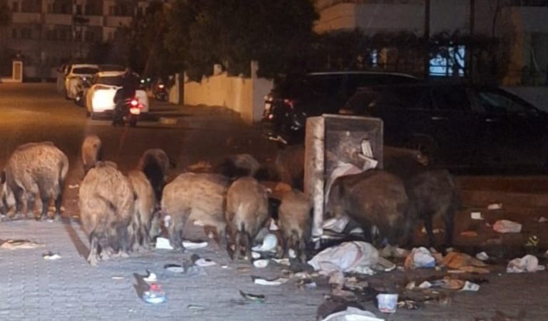 Marmaris’te çöpler toplanmıyor, yaban domuzları sokakları işgal etti